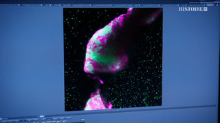 La peste noire avec Dan Snow