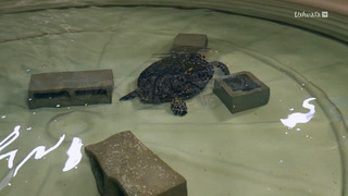 SOS faune sauvage - Australie