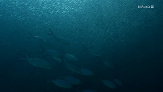 Requin, le mangeur de sable