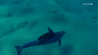 Des plaisirs pas si bêtes