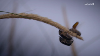 Noctules, ces mystérieuses chauves-souris