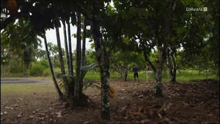 Du chocolat pour sauver l'Amazonie