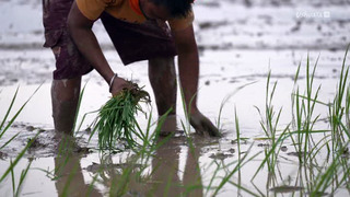 Alimentation : l'avenir en céréales ?