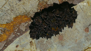 Le Honduras entre forêt tropicale et plages