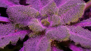 Le génie caché des plantes