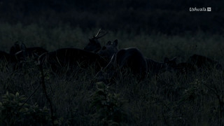 L'Indonésie sauvage