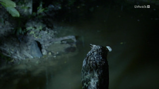 L'Indonésie sauvage