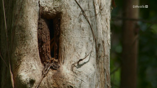 L'Indonésie sauvage
