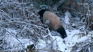 4 saisons au royaume du panda