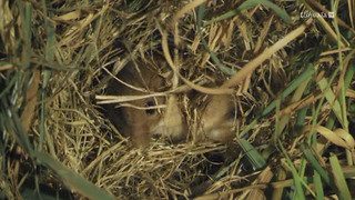 Aelia, la souris des moissons