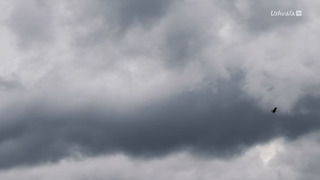 Gardiens des oiseaux en Colombie