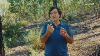 Planter à tout prix - Des arbres pour sauver la planète ?