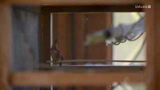 Terry Masear : la part du colibri