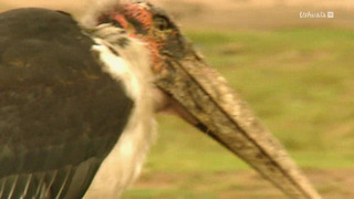 Opération Okavango