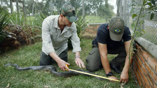 Face à face avec l'anaconda géant