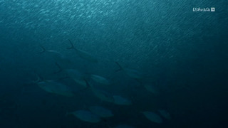 Requin, le mangeur de sable