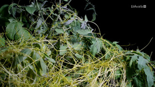 Le génie caché des plantes