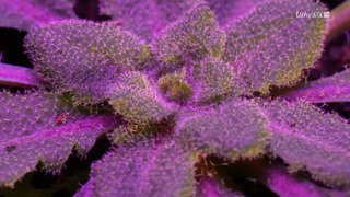 Le génie caché des plantes