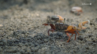 Les îles, laboratoires de la nature
