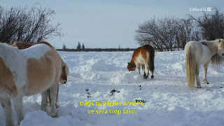 Retour à l'âge de glace - L'hypothèse de Zimov