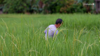 Alimentation : l'avenir en céréales ?