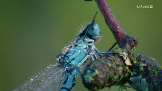 Nature : le retour du sauvage