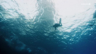 A la rencontre des requins avec Steve Backshall