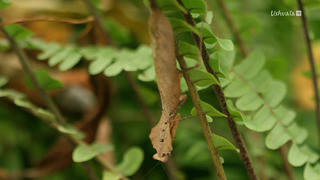 Malaisie, oasis de vies