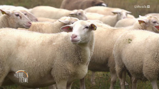 En Terre ferme