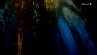 Kelp, I need somebody !