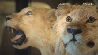 Dé-extinction, un nouvel espoir ?