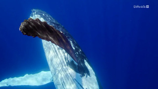 A la rencontre des baleines avec Steve Backshall