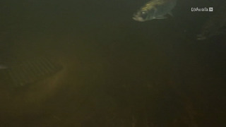 La Garonne - Précieuse goutte d'eau