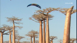 Opération Okavango