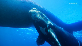 A la rencontre des baleines avec Steve Backshall