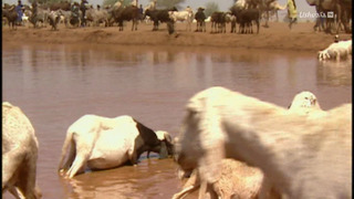Opération Okavango