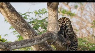 Au nom des jaguars