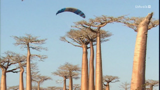 Opération Okavango
