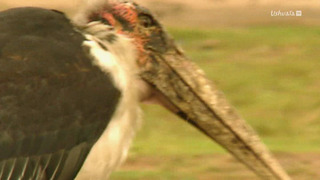 Opération Okavango