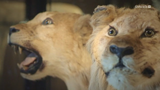 Dé-extinction, un nouvel espoir ?