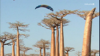 Opération Okavango